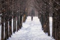 Jogger in metasequoia road Royalty Free Stock Photo