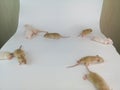 Jogging concept. Baby rats scattered in different directions from