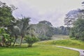 Jogging Track, Coconut Tree, Green Grass, Cloudy Sky Royalty Free Stock Photo
