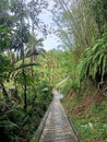 jogging track in pupuan village with shrubs and bamboo plants