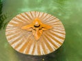 JOGJA, INDONESIA - AUGUST 12, 2O17: Close up of a stoned fountain in the middle of the pond in Taman Sari water palace