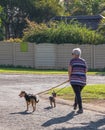 Elderly caucasian woman walks her dogs in a street