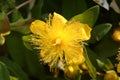 Johanniskraut Royalty Free Stock Photo