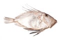 John Dory Fish Royalty Free Stock Photo