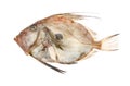 John dory fish Royalty Free Stock Photo
