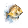 john dory Generative Ai