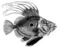 John Dory I Antique Animal Illustrations