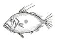 John Dory New Zealand Fish Cartoon Retro Drawing