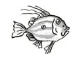 John Dory New Zealand Fish Cartoon Retro Drawing