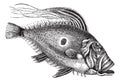 John Dory or Saint Pierre Fish or Saint Peter Fish or Zeus faber, vintage engraving