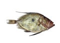 John Dory, zeus faber, Fresh Fish against White Background