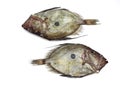 John Dory, zeus faber, Fresh Fishes against White Background