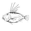 John Dory Zeus faber. Sea Food. Zeus Faber. Sea Fish.Tasty Seafood. Ocean Sport Fishing. Fresh Seafood Product. Royalty Free Stock Photo