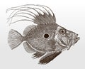John Dory, zeus faber, a worldwide distributed coastal marine fish in side view
