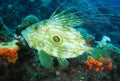 John Dory