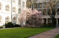 John Paul II Catholic University of Lublin courtyard in spring with pink magnolia flowers