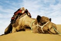 Johnnie the cutest camel. Dromedary camel in the Thar Desert, Rajasthan, India. Royalty Free Stock Photo