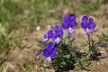 Johnny Jump up, heartsease - Viola declinata