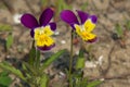Wild Pansy - Viola tricolor