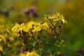 Johns wort medicinal herb flower, macro. Royalty Free Stock Photo
