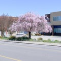 Flowering Tree