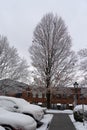 Bare tree on a cold day