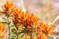 Indian Paintbrush wildflowers in the Texas hill country Royalty Free Stock Photo