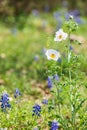 White Prickly Poppy and Blue Bonnets in the Texas hill country Royalty Free Stock Photo