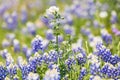 White Prickly Poppy and Blue Bonnets in the Texas hill country Royalty Free Stock Photo