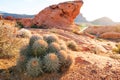 Cactus in prairie