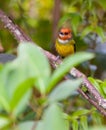 Johnson's Tody-flycatcher Royalty Free Stock Photo