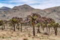 Johua trees and rocky mountain view in Joshua Tree California Mojave Desert Royalty Free Stock Photo