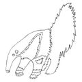Anteater Adventure: A Cute Coloring Page for Kid