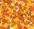 Jointless texture of maple leaves. Royalty Free Stock Photo