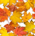 Jointless texture of maple leaves Royalty Free Stock Photo