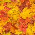 Jointless texture of maple leaves Royalty Free Stock Photo