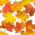 Jointless texture of maple leaves Royalty Free Stock Photo