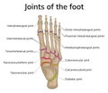 Joints of the foot