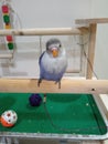 Jojo the blue lovebird