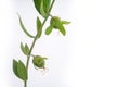 Jojoba bean green on plant stem, isolated