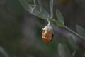 Jojoba bean Ripe with Husk on Plant