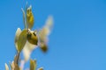 Jojoba bean plant with plain blue sky