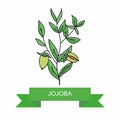 Jojoba branch with fruits. Vector illustration