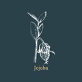 Jojoba branch with seed, sketch in vector.