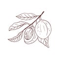 Jojoba branch. Simmondsia. Hand drawn jojoba