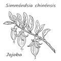 Jojoba bush SimmÃÂ³ndsia chinÃÂ©nsis branch with fruits