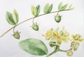 Jojoba - flowers and fruits. Branches. Watercolor painting. Wallpaper.