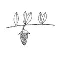 Jojoba fruit on a branch with leaves, vector illustration, sketch
