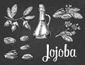 Jojoba fruit with glass jar. Hand drawn vector vintage engraved illustration.