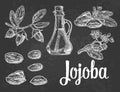 Jojoba fruit with glass jar. Hand drawn vector vintage engraved illustration.